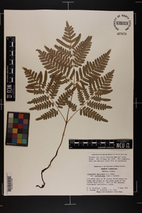 Pteridium aquilinum var. latiusculum image