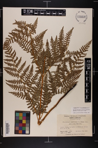 Pteridium aquilinum var. latiusculum image