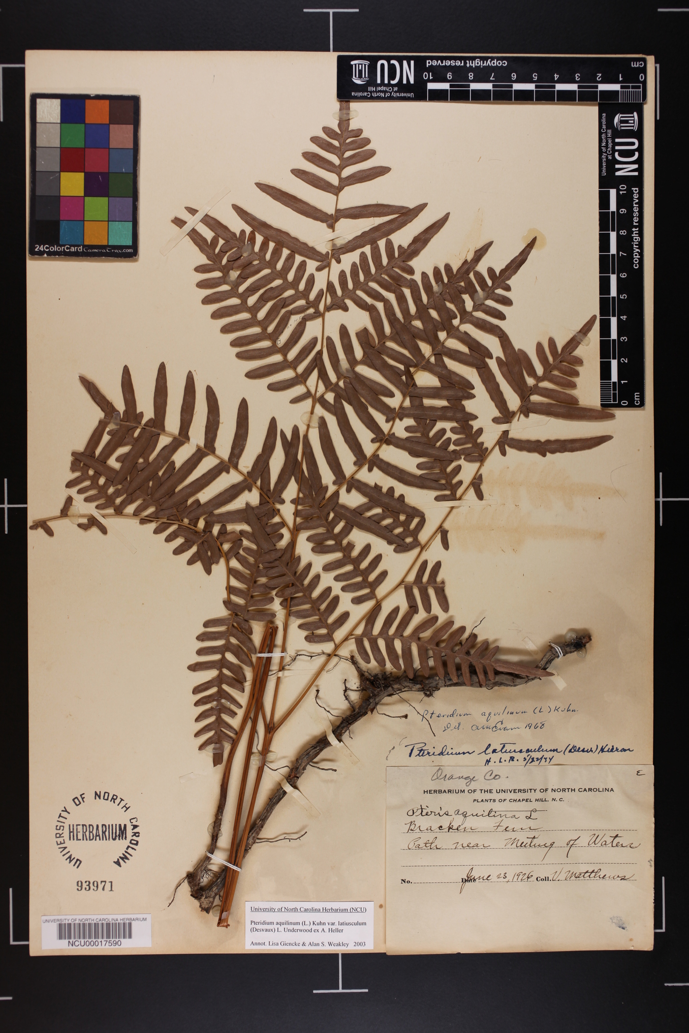 Pteridium aquilinum var. latiusculum image