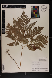 Pteridium aquilinum var. latiusculum image