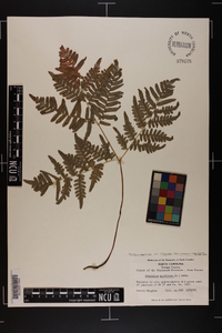 Pteridium aquilinum var. latiusculum image