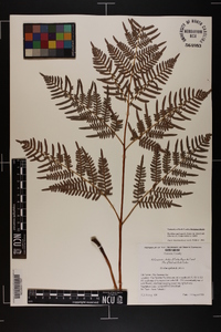 Pteridium aquilinum subsp. pseudocaudatum image