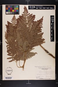 Pteridium aquilinum var. latiusculum image