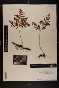 Pteridium aquilinum var. latiusculum image