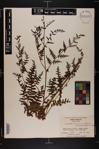 Pteridium aquilinum var. latiusculum image