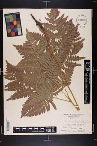 Pteridium aquilinum var. latiusculum image
