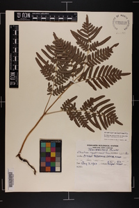 Pteridium aquilinum var. latiusculum image