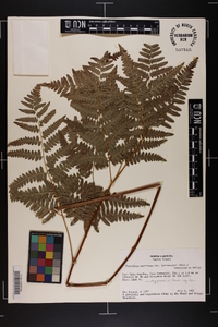 Pteridium aquilinum var. latiusculum image