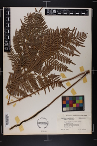 Pteridium aquilinum var. latiusculum image