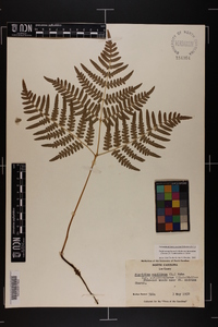 Pteridium aquilinum var. latiusculum image