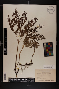 Pteridium aquilinum var. latiusculum image