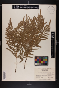 Pteridium aquilinum subsp. pseudocaudatum image