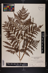 Pteridium aquilinum subsp. pseudocaudatum image