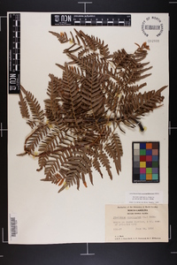 Pteridium aquilinum subsp. pseudocaudatum image