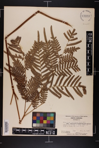 Pteridium aquilinum subsp. pseudocaudatum image