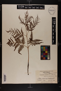 Pteridium aquilinum subsp. pseudocaudatum image