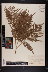 Pteridium aquilinum subsp. pseudocaudatum image