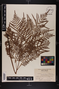 Pteridium aquilinum subsp. pseudocaudatum image