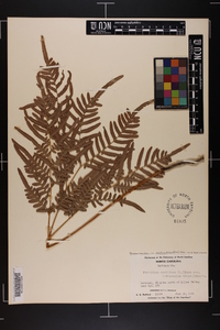 Pteridium aquilinum subsp. pseudocaudatum image