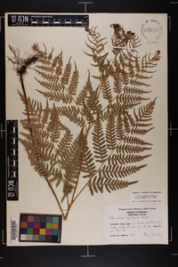 Pteridium aquilinum subsp. pseudocaudatum image