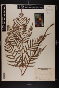 Pteridium aquilinum subsp. pseudocaudatum image