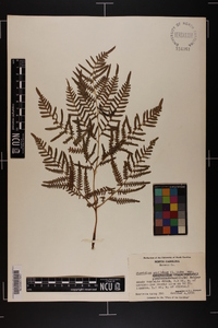 Pteridium aquilinum subsp. pseudocaudatum image