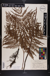 Pteridium aquilinum subsp. pseudocaudatum image