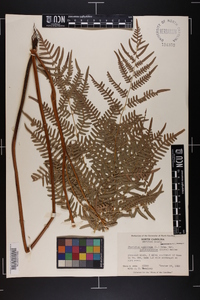 Pteridium aquilinum subsp. pseudocaudatum image