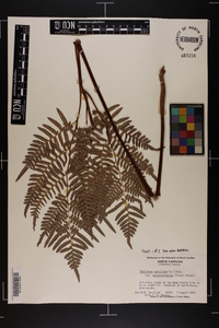 Pteridium aquilinum subsp. pseudocaudatum image