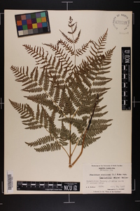 Pteridium aquilinum subsp. pseudocaudatum image