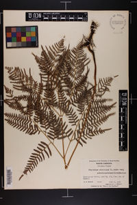 Pteridium aquilinum subsp. pseudocaudatum image