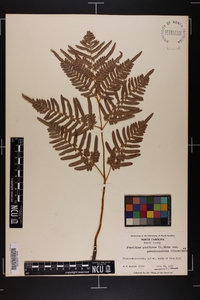 Pteridium aquilinum subsp. pseudocaudatum image