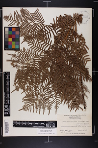 Pteridium aquilinum subsp. pseudocaudatum image