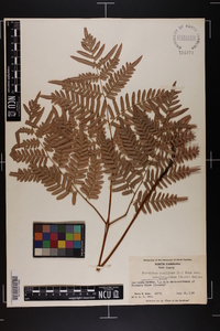 Pteridium aquilinum subsp. pseudocaudatum image