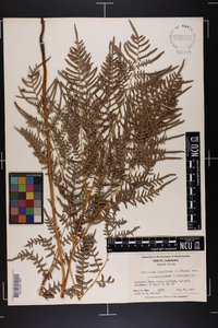 Pteridium aquilinum subsp. pseudocaudatum image