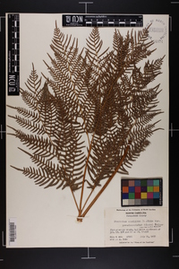 Pteridium aquilinum subsp. pseudocaudatum image