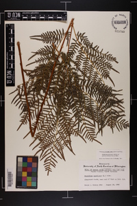 Pteridium aquilinum subsp. pseudocaudatum image