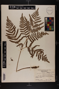 Pteridium aquilinum subsp. pseudocaudatum image