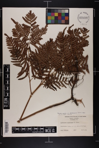 Pteridium aquilinum subsp. pseudocaudatum image