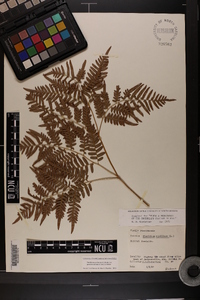 Pteridium aquilinum subsp. pseudocaudatum image