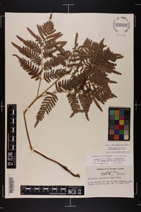 Pteridium aquilinum subsp. pseudocaudatum image