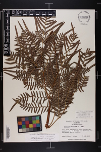 Pteridium aquilinum subsp. pseudocaudatum image