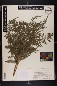 Pteridium aquilinum subsp. pseudocaudatum image