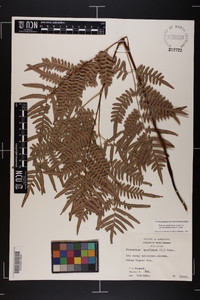 Pteridium aquilinum subsp. pseudocaudatum image