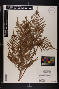 Pteridium aquilinum subsp. pseudocaudatum image