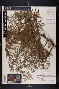 Pteridium aquilinum subsp. pseudocaudatum image