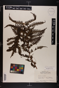 Pteridium aquilinum subsp. pseudocaudatum image