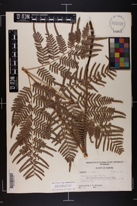 Pteridium aquilinum subsp. pseudocaudatum image