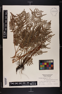 Pteridium aquilinum subsp. pseudocaudatum image