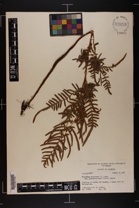 Pteridium aquilinum subsp. pseudocaudatum image